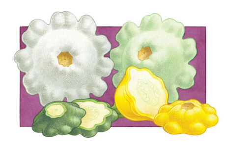 All About Growing Summer Squash Image